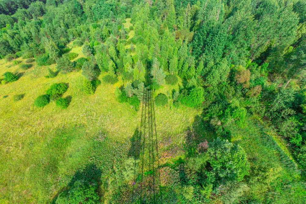 Electromagnetic Fields Harm Trees & Plants