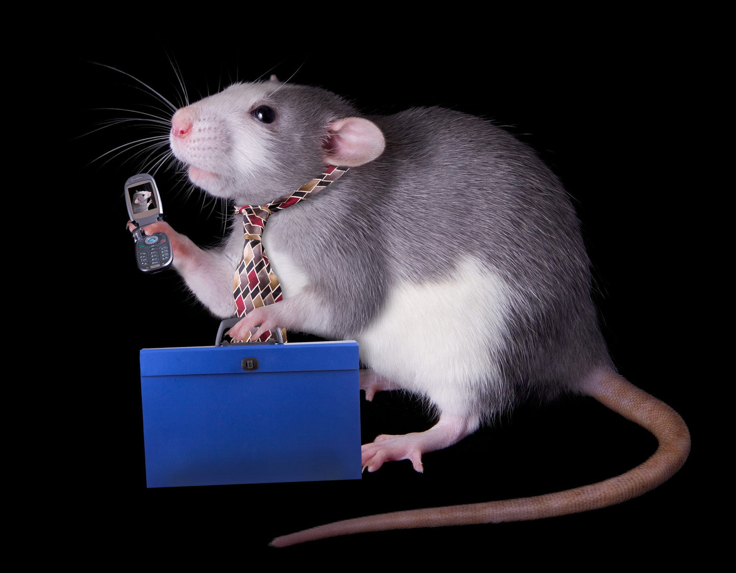 |Two images side by side showing the results of a study about cell phones causing cancer in rats