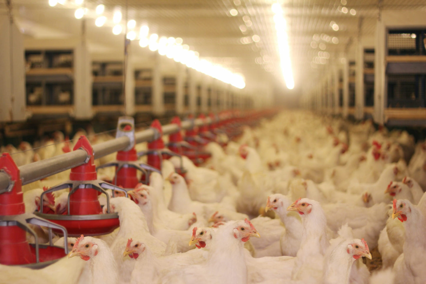 Photo of white chickens next to feeders in an indoor factory farm setting