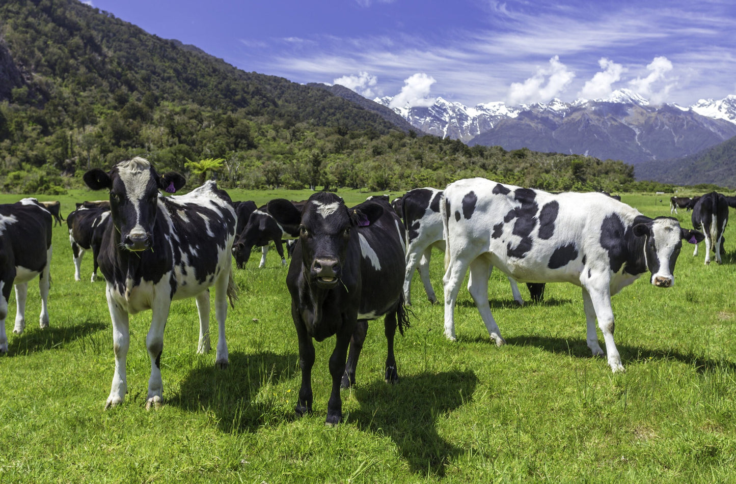 Photo of black and white dairy cows on a green pasture with an idyllic mountain landscape in the background