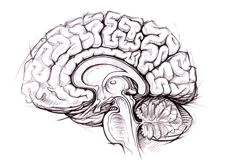 Memory, Learning & Attention Impairment From EMF Exposure