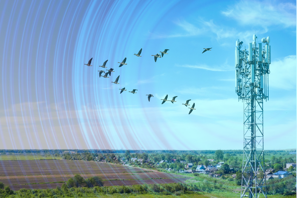 Local Wins Against 5G Antenna Installations & Wireless Radiation Harming Birds