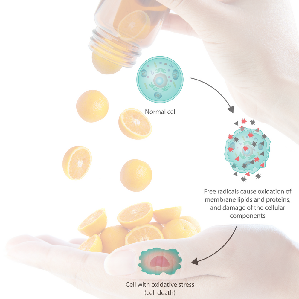 Antioxidant Vitamins C & E Protect from EMF Induced Oxidative Stress