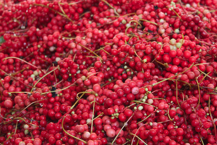 a lot of schizandra berries after being picked from the vine